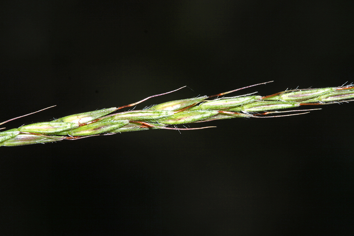 Image of Microstegium nodosum specimen.