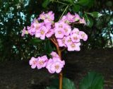 Bergenia crassifolia. Соцветие. Крым, Южный Берег, Партенит, парк ЛОК \"Айвазовское\". 30.04.2018.