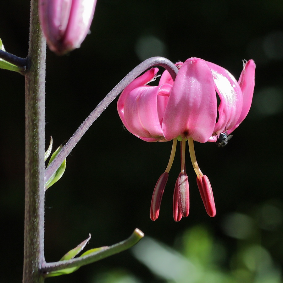 Image of Lilium martagon specimen.