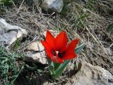 Tulipa affinis