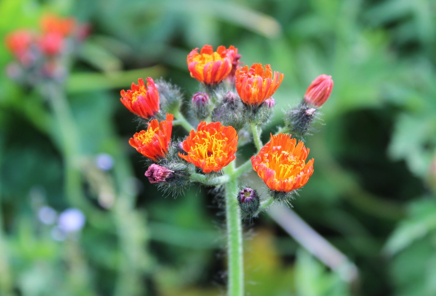 Изображение особи Pilosella aurantiaca.