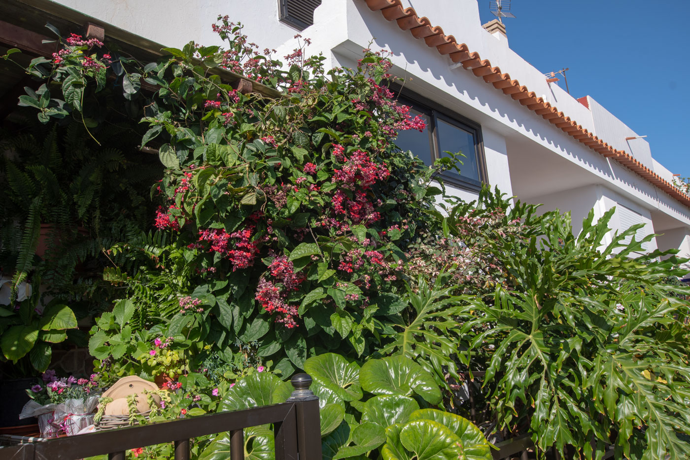 Изображение особи Clerodendrum splendens.