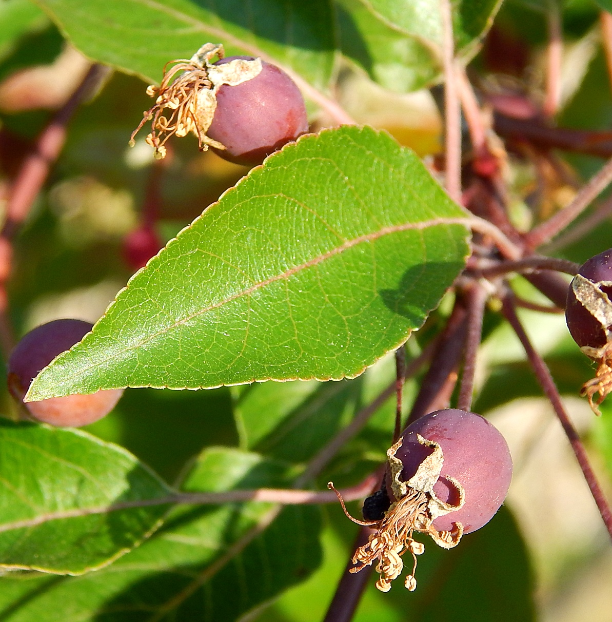 Image of Malus &times; purpurea specimen.