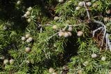 Juniperus oxycedrus. Ветвь с шишкоягодами. Испания, автономное сообщество Каталония, провинция Жирона, комарка Альт Эмпорда, муниципалитет Кадакес, мыс Креус, окр. маяка Far de cap de Creus, на обнажениях сланцев. 18.06.2019.