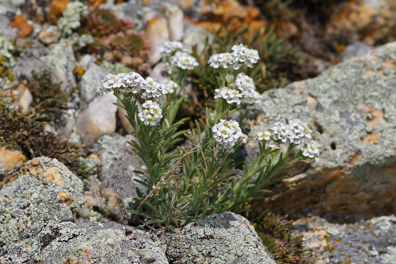 Image of Ptilotrichum tenuifolium specimen.