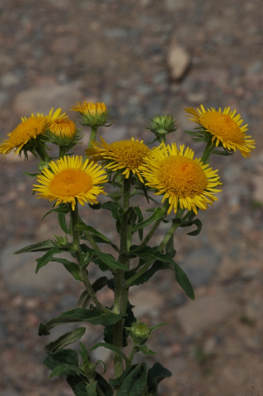 Image of Inula britannica specimen.