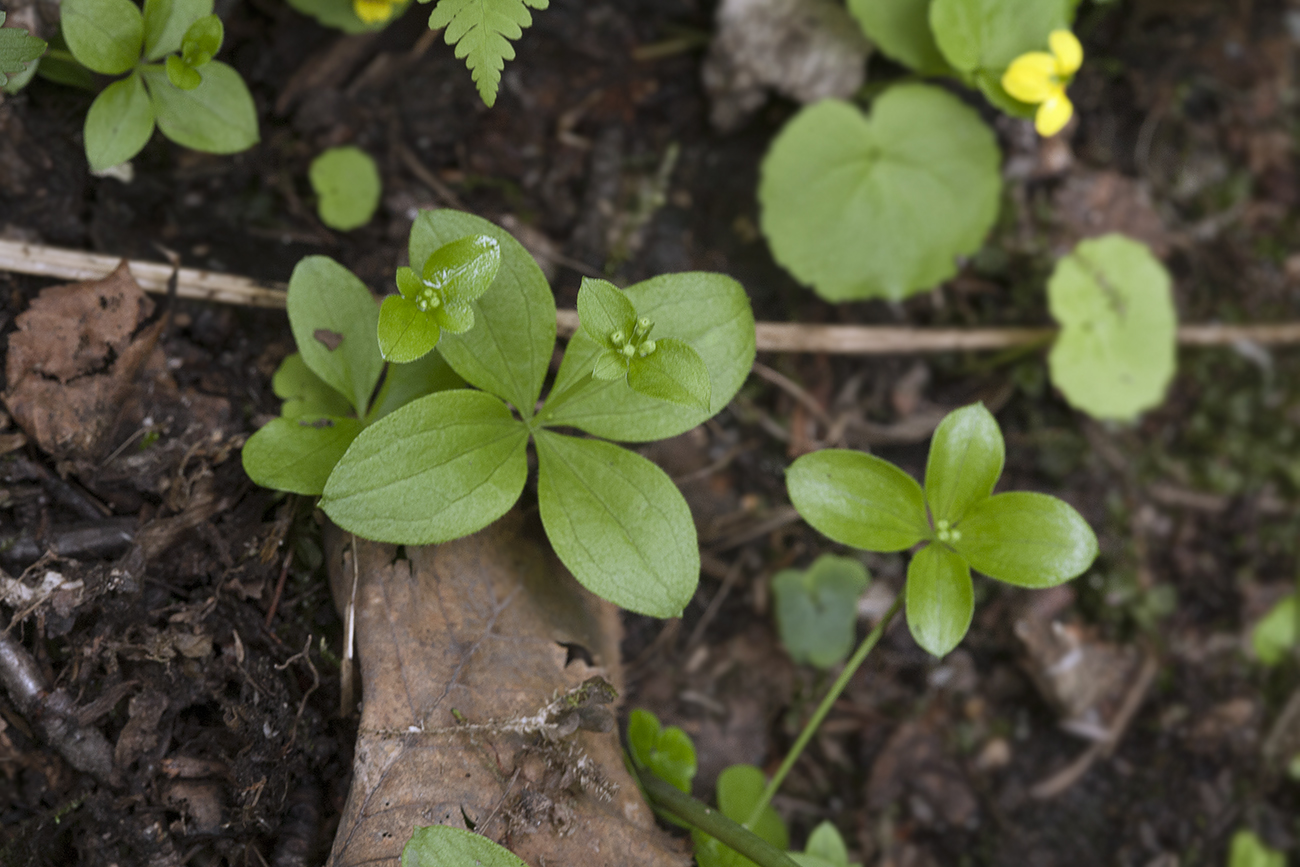 Image of Galium kamtschaticum specimen.