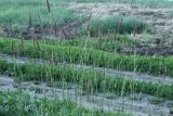 Hordeum brevisubulatum