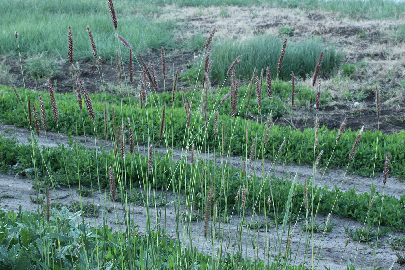 Image of Hordeum brevisubulatum specimen.