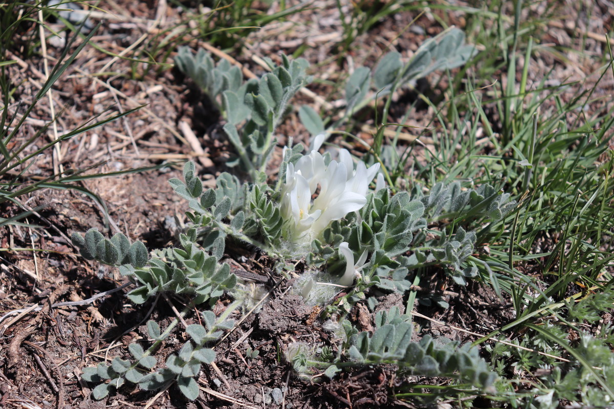 Image of Astragalus hypogaeus specimen.