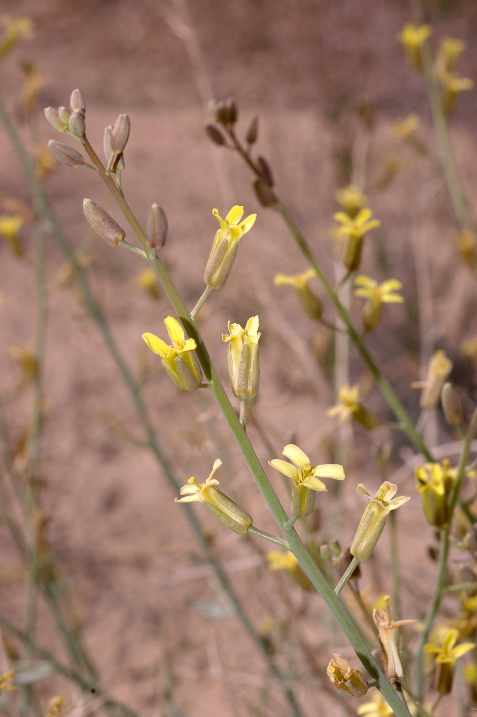 Изображение особи Sisymbrium subspinescens.