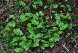 Maianthemum bifolium. Вегетирующие растения. Московская обл., окр. г. Железнодорожный, смешанный лес. 07.05.2020.