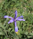 Iris prilipkoana