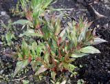 Epilobium adenocaulon