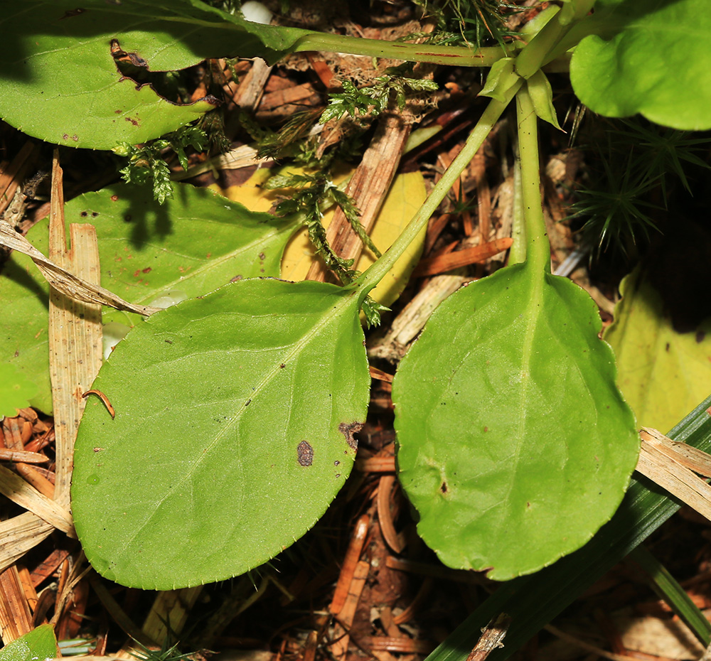 Image of Pyrola minor specimen.