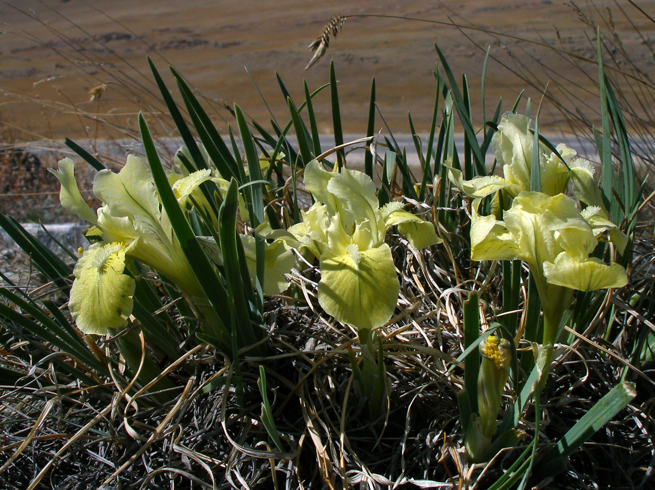 Изображение особи Iris potaninii.