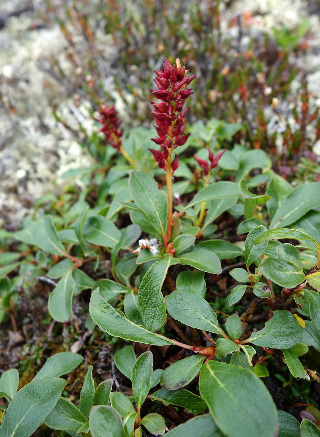 Image of Salix sphenophylla specimen.