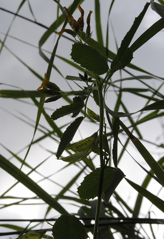 Image of Melilotoides platycarpos specimen.