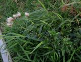 Cirsium setosum. Верхушка плодоносящего растения. Московская обл., г. Истра, Новоиерусалимский монастырь, берег реки Истра, разнотравно-злаковый луг. 22.09.2020.