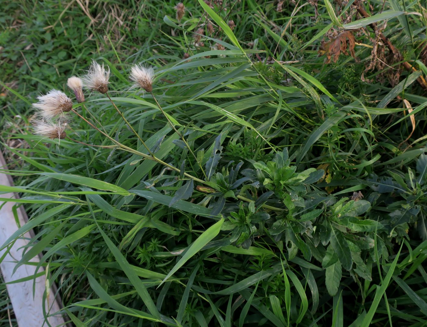 Image of Cirsium setosum specimen.