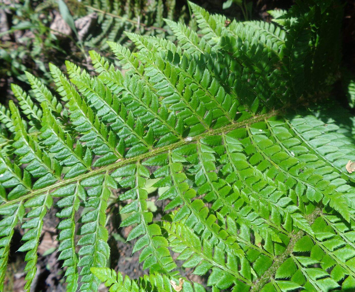 Изображение особи Polystichum aculeatum.