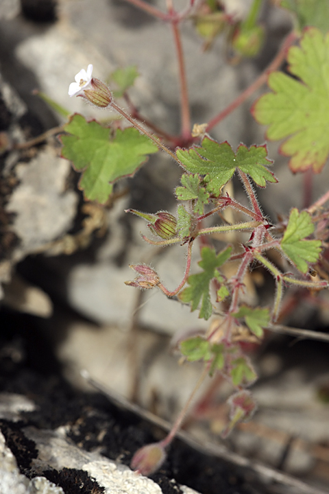 Image of Geranium rotundifolium specimen.