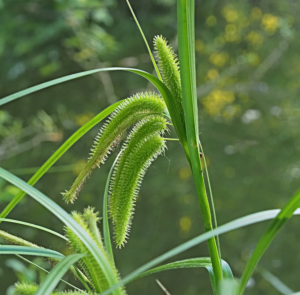 Image of Carex pseudocyperus specimen.