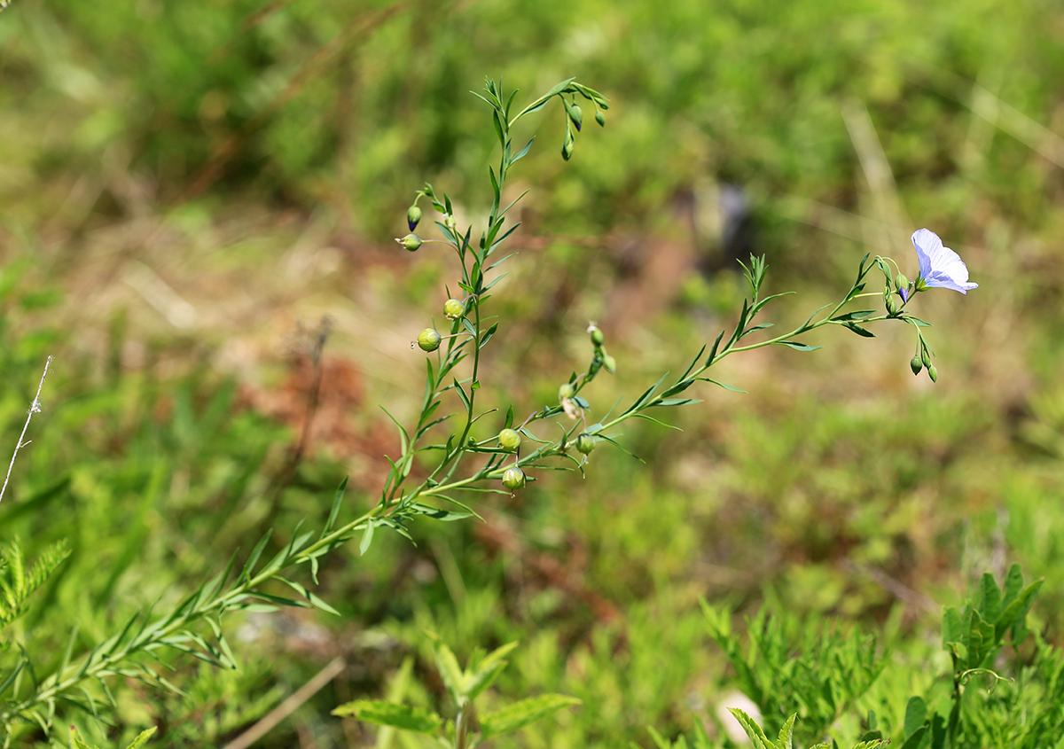 Изображение особи Linum amurense.