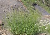 Rumex hastifolius. Плодоносящее растение. Дагестан, Лакский р-н, окр. с. Шара, обнажение грунта на оползне. 22 июня 2021 г.