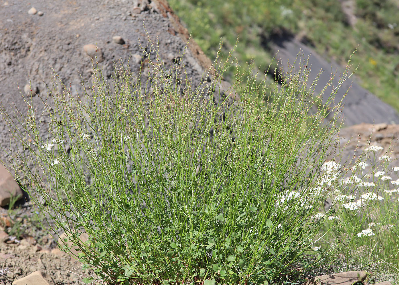 Image of Rumex hastifolius specimen.