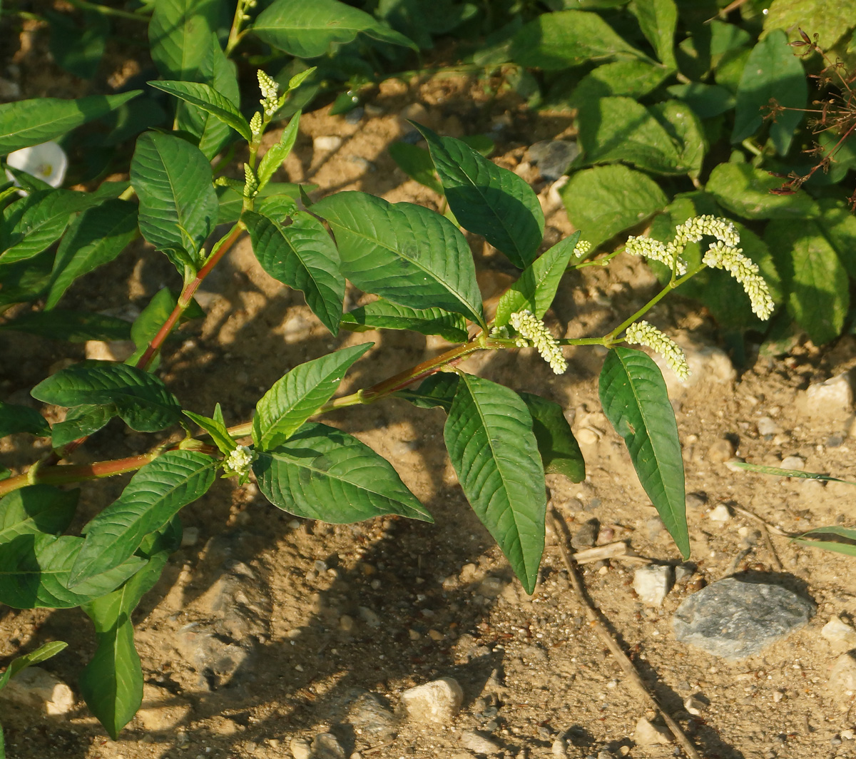 Image of Persicaria lapathifolia specimen.