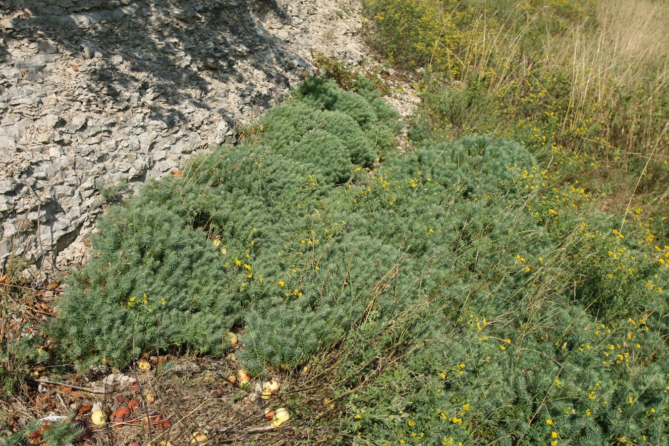 Изображение особи Euphorbia cyparissias.