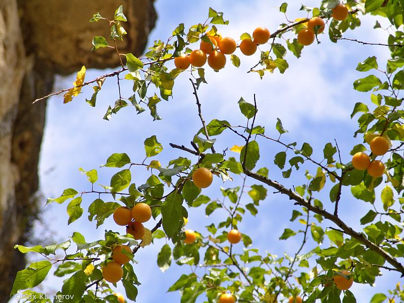 Image of Prunus cerasifera specimen.