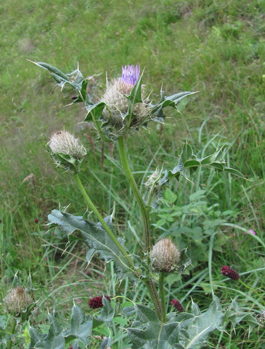 Image of Cirsium balkharicum specimen.