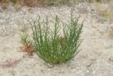 Salicornia perennans. Вегетирующее растение. Крым, Арабатская стрелка, ракушечный пляж. 7 августа 2021 г.