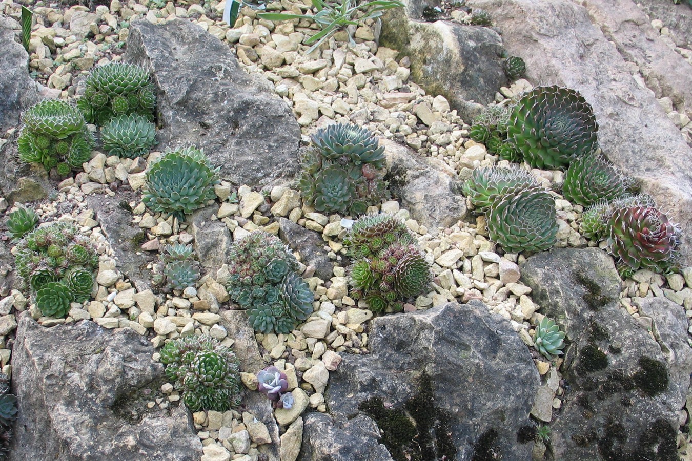 Image of Orostachys spinosa specimen.