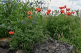 род Papaver. Цветущие растения (рядом растут Fumaria officinalis и Symphytum). Армения, обл. Лори, окр. с. Лори Берд, крепость Лори Берд, ≈ 1300 м н.у.м., полуразрушенный участок крепостной стены. 24.06.2022.