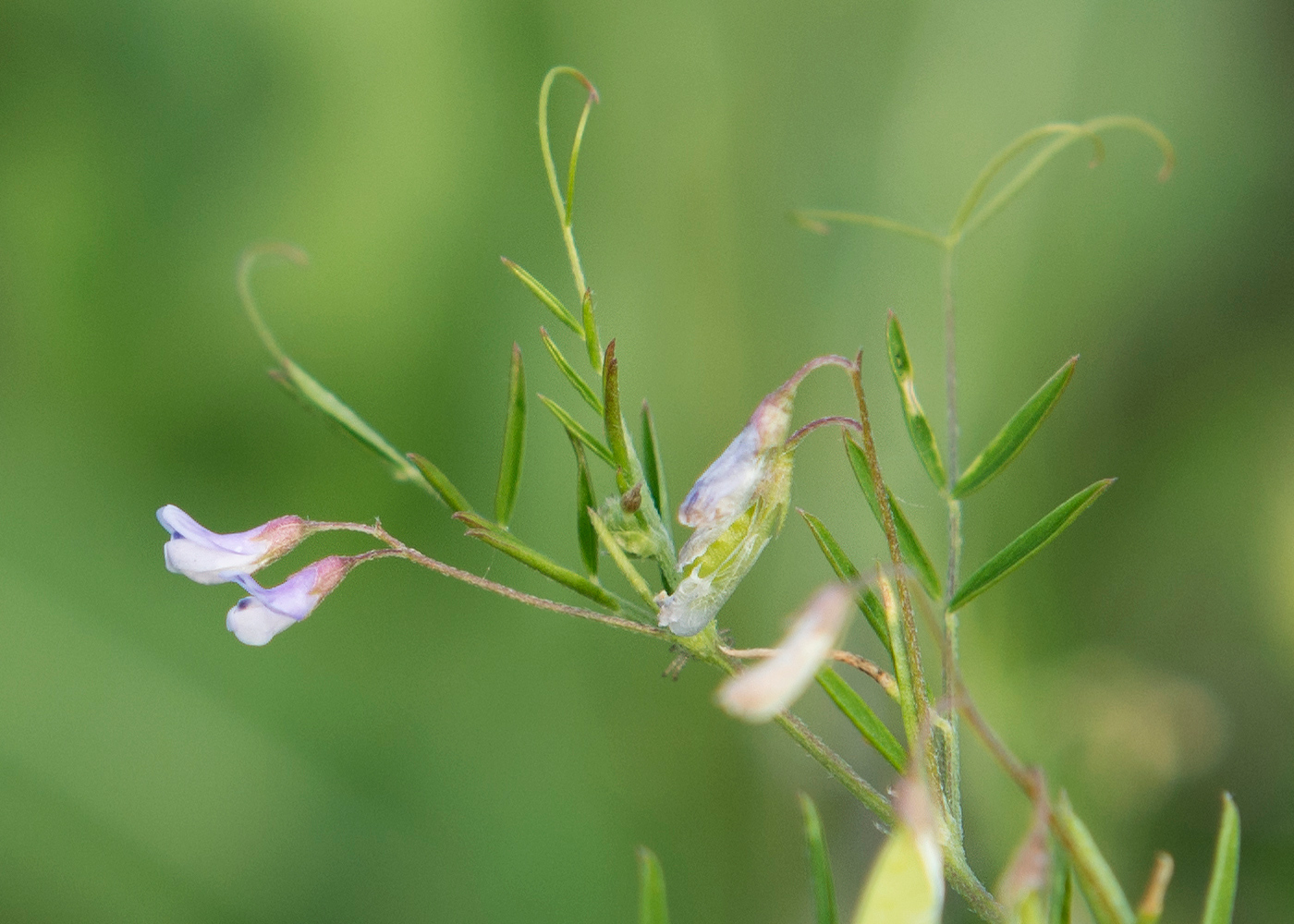 Image of Vicia tetrasperma specimen.