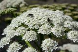 genus Heracleum. Соцветие с кормящимися музами. Республика Дагестан, Ахтынский р-н, с. Гдым, пойма р. Гдымчай. 16.07.2022.