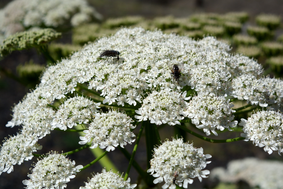 Изображение особи род Heracleum.