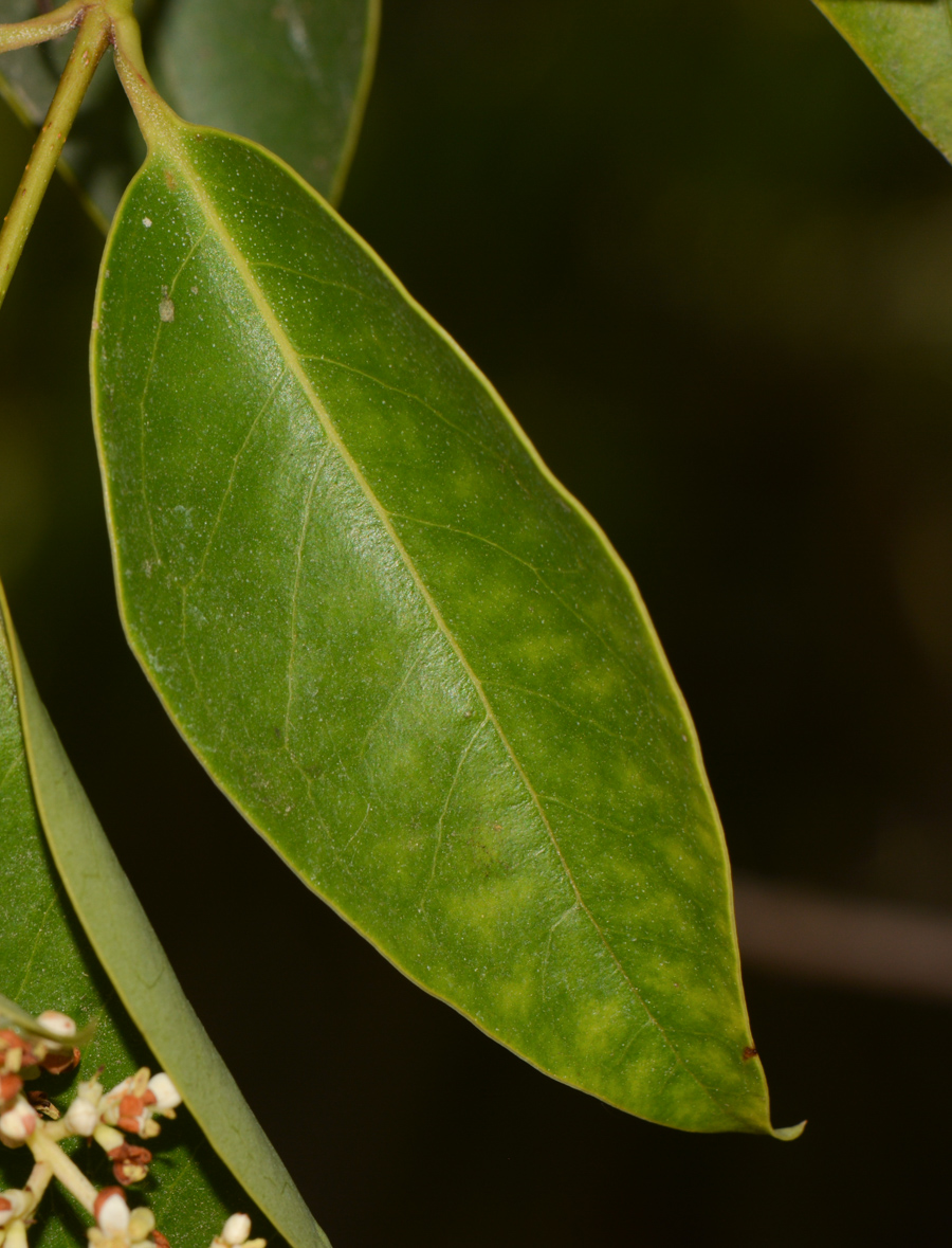 Изображение особи Ligustrum japonicum.