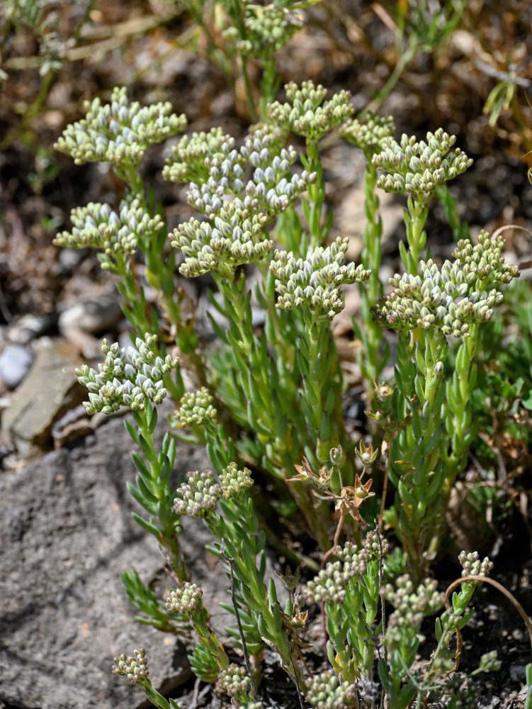 Изображение особи Sedum subulatum.