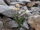 Erigeron uniflorus. Цветущее и плодоносящее растение. Карачаево-Черкесия, Урупский р-н, Кавказский биосферный заповедник, Имеретинские озёра, у оз. Проточное, ≈ 2450 м н.у.м., крупнокаменистая осыпь. 29.07.2022.