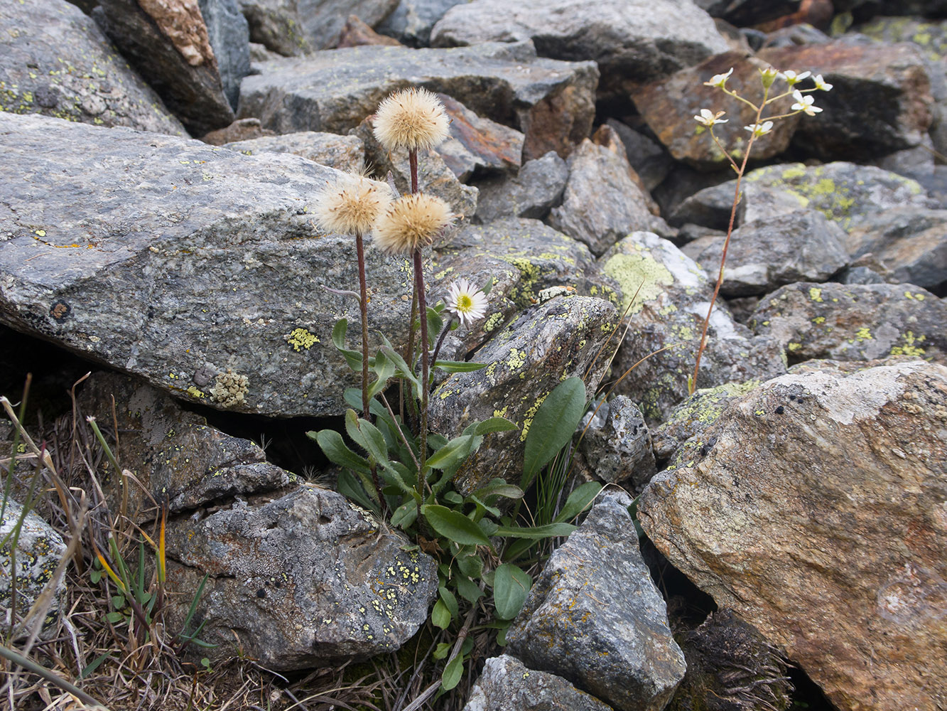 Image of Erigeron uniflorus specimen.