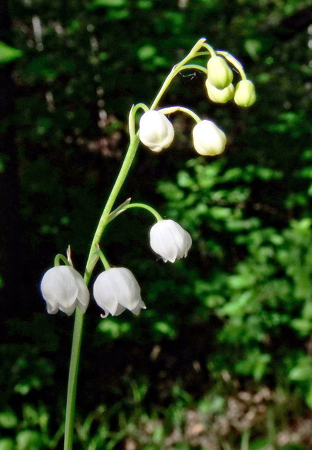 Image of Convallaria keiskei specimen.