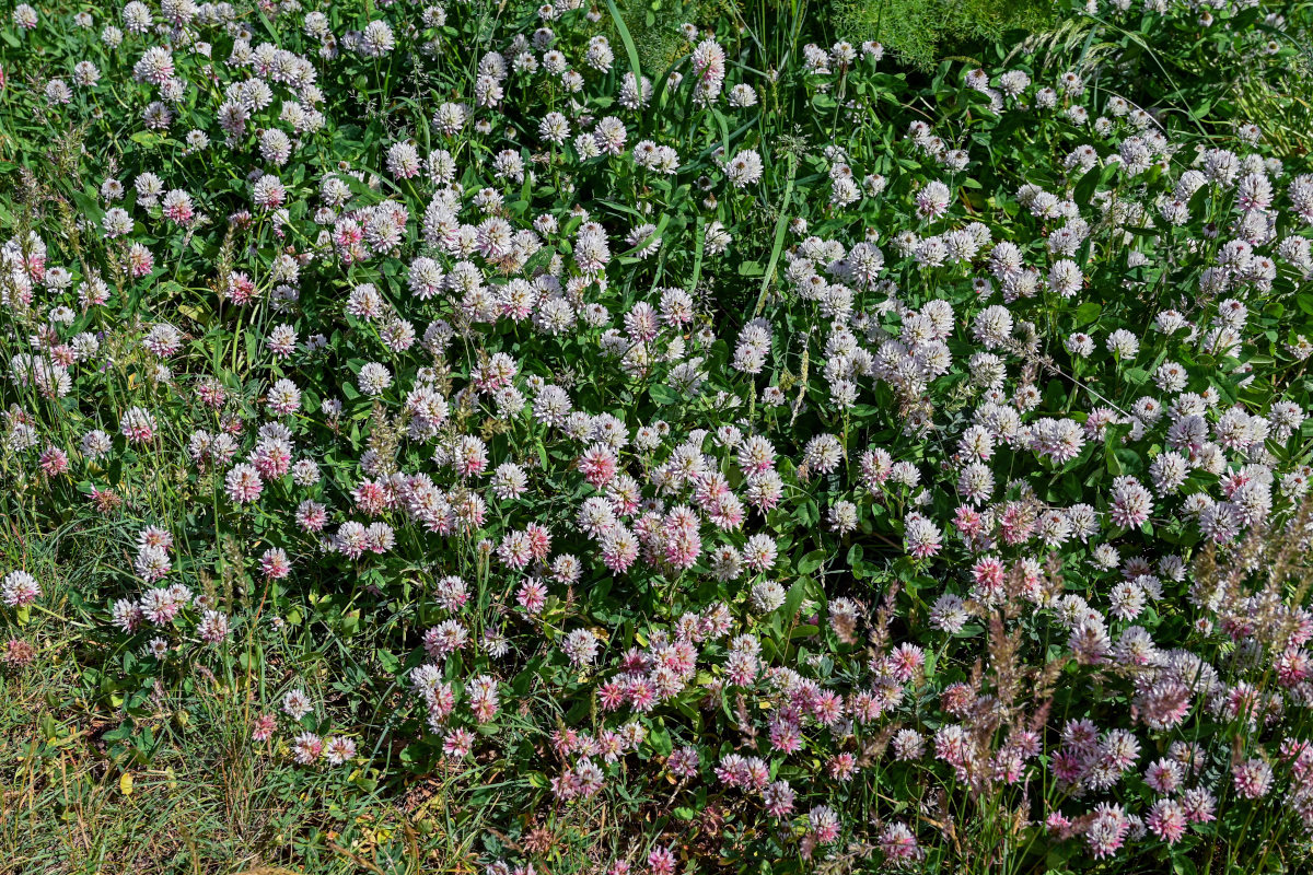 Image of Trifolium ambiguum specimen.