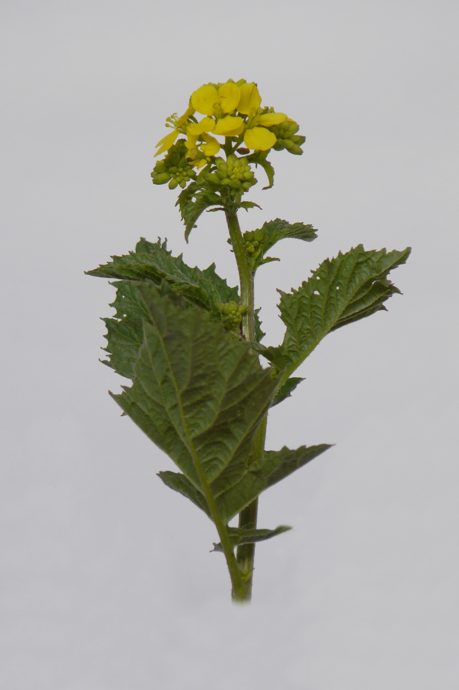 Image of Sinapis arvensis specimen.