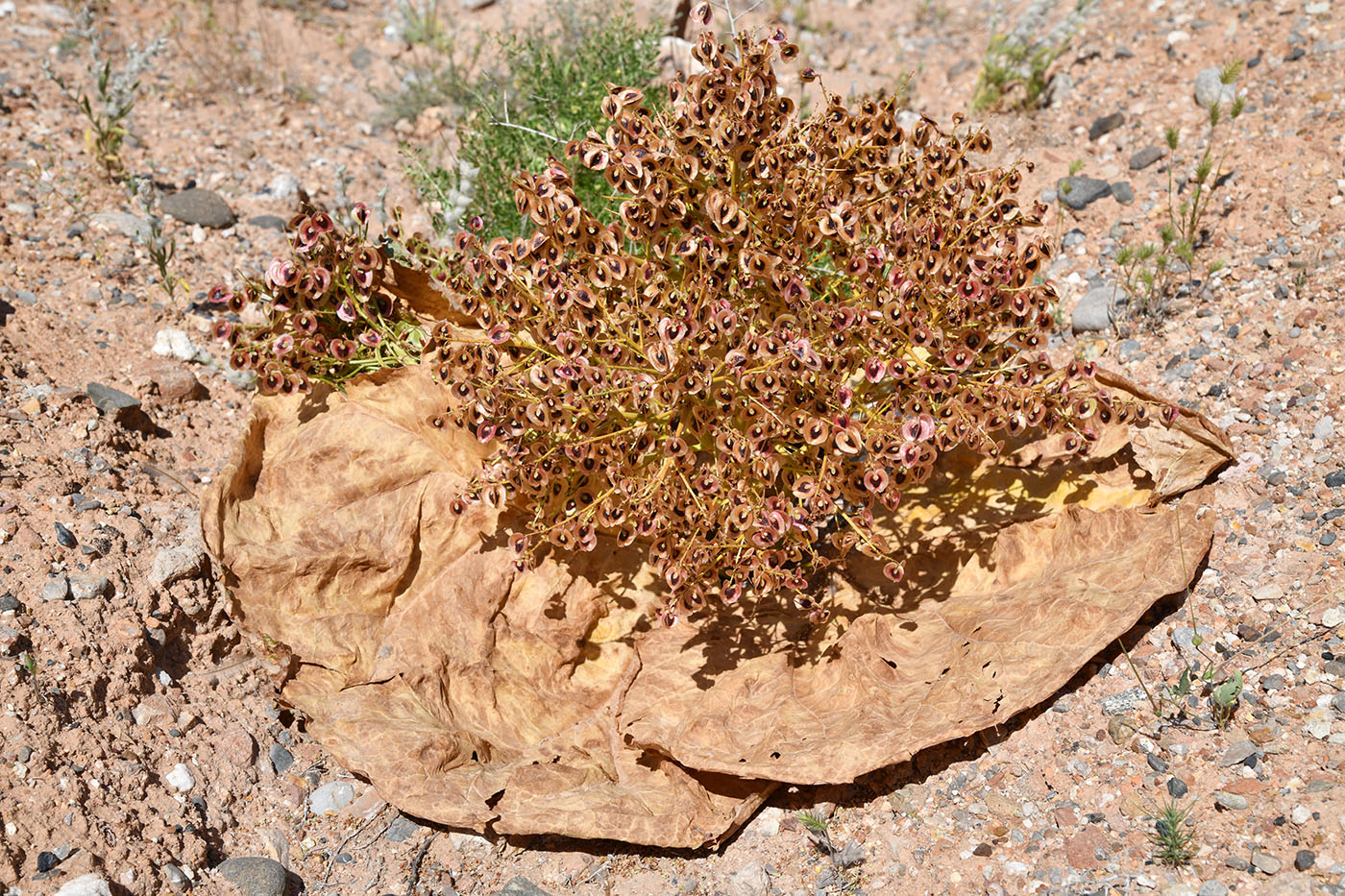 Изображение особи Rheum turkestanicum.