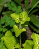 Stachys arvensis. Верхушка цветущего растения. Чили, обл. Valparaiso, провинция Isla de Pascua, г. Hanga Roa, обочина дороги. 10.03.2023.