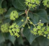 Hedera helix. Соцветия и формирующееся соплодие. Болгария, г. Бургас, Приморский парк, в культуре. 16.09.2021.